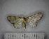  (unclassified Sterrhinae - YB-BCI183036)  @11 [ ] No Rights Reserved  Unspecified Unspecified
