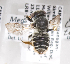  (Megachile snowi - LRBBC1157)  @12 [ ] CreativeCommons - Attribution Non-Commercial Share-Alike (2009) L.R.Best York University