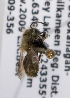  (Osmia bakeri - LRBBC1327)  @13 [ ] CreativeCommons - Attribution Non-Commercial Share-Alike (2009) L.R.Best York University