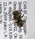  (Osmia cyanella - LRBBC1342)  @13 [ ] CreativeCommons - Attribution Non-Commercial Share-Alike (2009) L.R.Best York University