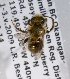  (Osmia trevoris - LRBBC1348)  @13 [ ] CreativeCommons - Attribution Non-Commercial Share-Alike (2009) L.R.Best York University