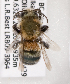  (Osmia marginipennis - LRBBC1380)  @14 [ ] CreativeCommons - Attribution Non-Commercial Share-Alike (2009) L.R.Best York University