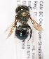  (Osmia sculleni - LRBBC1413)  @13 [ ] CreativeCommons - Attribution Non-Commercial Share-Alike (2009) L.R.Best York University