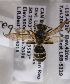  (Lasioglossum egregium - LRBBC1487)  @14 [ ] CreativeCommons - Attribution Non-Commercial Share-Alike (2009) L.R.Best York University