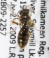  (Lasioglossum argemonis - LRBBC1515)  @13 [ ] CreativeCommons - Attribution Non-Commercial Share-Alike (2009) L.R.Best York University