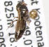  (Hylaeus mesillae3 - LRBBC1798)  @12 [ ] CreativeCommons - Attribution Non-Commercial Share-Alike (2010) L.R.Best York University