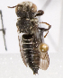  (Coelioxys deani - LRBBC2044)  @13 [ ] CreativeCommons - Attribution Non-Commercial Share-Alike (2010) L.R.Best York University
