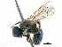  ( - CCDB-06716 B09)  @15 [ ] CreativeCommons - Attribution (2016) CBG Photography Group Centre for Biodiversity Genomics