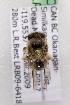 (Colletes fulgidus - LRBBC2140)  @12 [ ] CreativeCommons - Attribution Non-Commercial Share-Alike (2009) L.R.Best York University