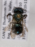  (Osmia caraformis - LRBBC2555)  @13 [ ] CreativeCommons - Attribution Non-Commercial Share-Alike (2009) L.R.Best York University