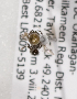  (Sphecodes BC06 - LRBBC2641)  @12 [ ] CreativeCommons - Attribution Non-Commercial Share-Alike (2009) L.R.Best York University