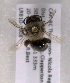  (Colletes consors - LRBBC2713)  @13 [ ] CreativeCommons - Attribution Non-Commercial Share-Alike (2009) L.R.Best York University