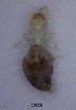  (Anoplotermes sp. 12YB - YB-BCI166680.1)  @11 [ ] No Rights Reserved  Unspecified Unspecified