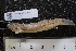 ( - INDOBIOSYS-CCDB25209-F02)  @11 [ ] CreativeCommons - Attribution Non-Commercial Share-Alike (2016) SNSB, Staatliche Naturwissenschaftliche Sammlungen Bayerns ZSM (SNSB, Zoologische Staatssammlung Muenchen)