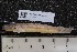 ( - INDOBIOSYS-CCDB25209-F08)  @11 [ ] CreativeCommons - Attribution Non-Commercial Share-Alike (2016) SNSB, Staatliche Naturwissenschaftliche Sammlungen Bayerns ZSM (SNSB, Zoologische Staatssammlung Muenchen)