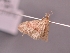  ( - INDOBIOSYS-CCDB27500-C02)  @11 [ ] CreativeCommons - Attribution Non-Commercial Share-Alike (2016) SNSB, Staatliche Naturwissenschaftliche Sammlungen Bayerns ZSM (SNSB, Zoologische Staatssammlung Muenchen)