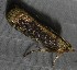 (Phycitinae_gen - YB-BCI189558)  @11 [ ] No Rights Reserved  Unspecified Unspecified