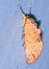  ( - YB-BCI189796)  @11 [ ] No Rights Reserved  Unspecified Unspecified