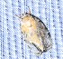  (Chlamydastis arenaria - YB-BCI190751)  @11 [ ] No Rights Reserved  Unspecified Unspecified