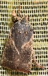  (Dasycnemia obliqualis - YB-BCI191542)  @11 [ ] No Rights Reserved  Unspecified Unspecified