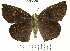  (Achlyodes mithridates thraso - YB-BCI160370)  @13 [ ] No Rights Reserved  Unspecified Unspecified