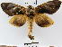 (Crinodes schausiICG02 - YB-BCI7017)  @14 [ ] No Rights Reserved  Unspecified Unspecified