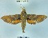  (Xylophanes sp. 2YB - YB-BCI11082)  @11 [ ] No Rights Reserved  Unspecified Unspecified