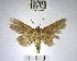  (Chamyna sp. 1YB - YB-BCI168994)  @11 [ ] No Rights Reserved  Unspecified Unspecified