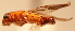  (Euplatypus sp. 3YB - YB-BCI4126)  @12 [ ] No Rights Reserved  Unspecified Unspecified