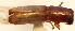  (Euplatypus sp. 13YB - YB-BCI4186)  @12 [ ] No Rights Reserved  Unspecified Unspecified