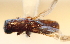  (Euplatypus sp. 5YB - YB-BCI27774)  @12 [ ] No Rights Reserved  Unspecified Unspecified