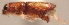  (Euplatypus sp. 8YB - YB-BCI13126)  @12 [ ] No Rights Reserved  Unspecified Unspecified