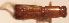  (Euplatypus sp. 9YB - YB-BCI12928)  @12 [ ] No Rights Reserved  Unspecified Unspecified