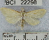 (Pyraustinae_genus - YB-BCI22298)  @14 [ ] No Rights Reserved  Unspecified Unspecified