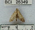  (Spilomelinae_genus sp. 27YB - YB-BCI26349)  @13 [ ] No Rights Reserved  Unspecified Unspecified