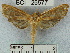  (Spilomelinae_genus sp. 19YB - YB-BCI26577)  @13 [ ] No Rights Reserved  Unspecified Unspecified
