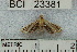  (Aulacodes sp. 1YB - YB-BCI23381)  @12 [ ] No Rights Reserved  Unspecified Unspecified