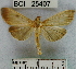  (Ceratocilia sp. 2YB - YB-BCI25407)  @13 [ ] No Rights Reserved  Unspecified Unspecified