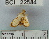  (Bocchoris sp. 2YB - YB-BCI22584)  @12 [ ] No Rights Reserved  Unspecified Unspecified