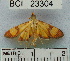  (Spilomelinae_genus sp. 3YB - YB-BCI23304)  @13 [ ] No Rights Reserved  Unspecified Unspecified