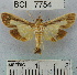  (Diaphania sp. 10YB - YB-BCI7754)  @14 [ ] No Rights Reserved  Unspecified Unspecified