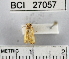  (Hypercallia syntoma - YB-BCI27057)  @12 [ ] No Rights Reserved  Unspecified Unspecified