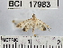  (Blepharomastix sp. 2YB - YB-BCI17983)  @12 [ ] No Rights Reserved  Unspecified Unspecified
