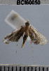  ( - YB-BCI60050)  @12 [ ] No Rights Reserved  Unspecified Unspecified