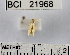  (Lipocosma sp. 1YB - YB-BCI21968)  @12 [ ] No Rights Reserved  Unspecified Unspecified