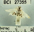  (Hositea bicincta - YB-BCI27355)  @12 [ ] No Rights Reserved  Unspecified Unspecified