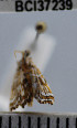 (Undulambia sp. 1YB - YB-BCI37239)  @11 [ ] No Rights Reserved  Unspecified Unspecified
