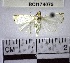  (Argyria sp. 1YB - YB-BCI174075)  @11 [ ] No Rights Reserved  Unspecified Unspecified