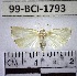  (Argyria sp. 2YB - YB-99-BCI-1793)  @11 [ ] No Rights Reserved  Unspecified Unspecified