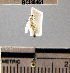  (Neurophyseta sp. 2YB - YB-BCI38461)  @12 [ ] No Rights Reserved  Unspecified Unspecified